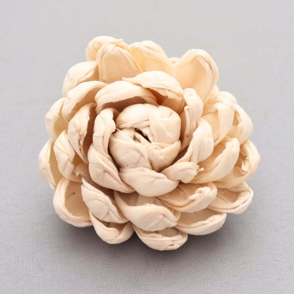 Květ Shola Ninza – smetanová Chrysanthemum z přírodního materiálu pro sušené aranžmá